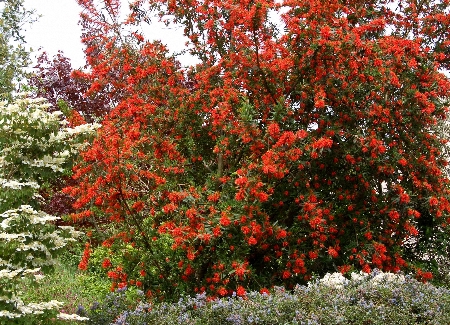 embothrium450