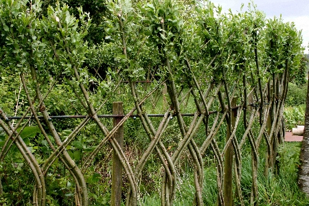 <em>willow fencing at La Roche Jagu</em>” title=”jagu-fence450″ width=”450″ height=”300″ class=”size-full wp-image-456″ /><figcaption id=
