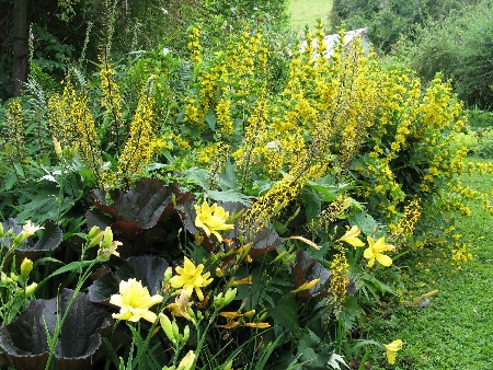 loosestrife-and-ligularia-11