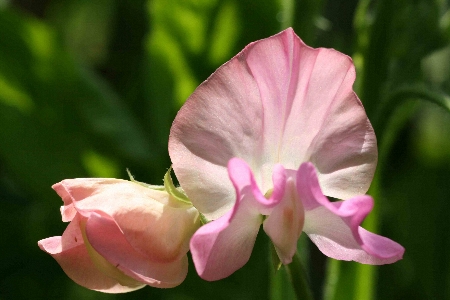 sweet-pea-1