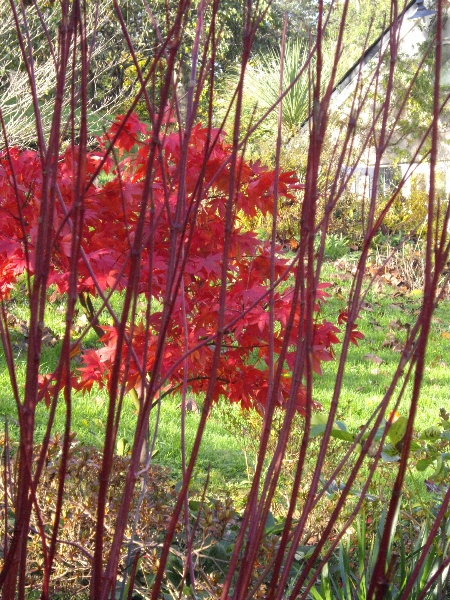 autum-colours-4501 autum-colours-4501