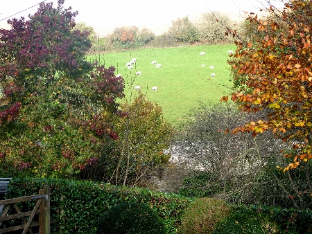 autumn-trees-450 autumn-trees-450