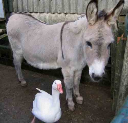 dandy-humph450 dandy-humph450