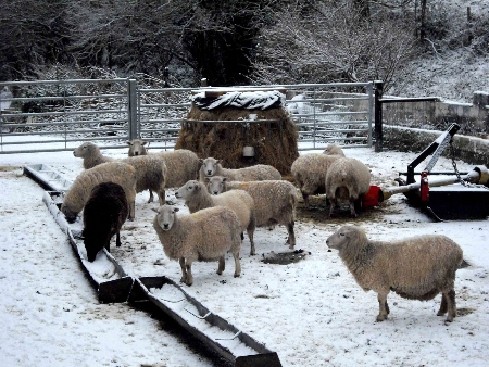 feeding-450 feeding-450