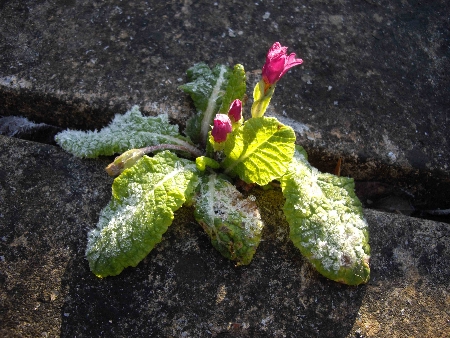 polyanthus-450 polyanthus-450