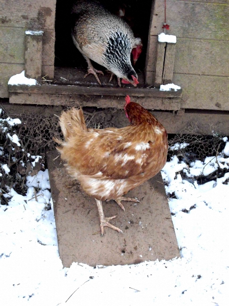 the-griiter-hasnt-been-yet-4501 the-griiter-hasnt-been-yet-4501