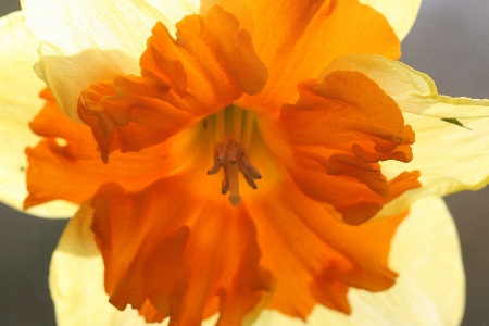 daffodil-1450 daffodil-1450