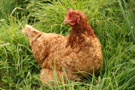 orchard-chicken-2450 orchard-chicken-2450