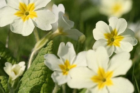 primroses-450 primroses-450