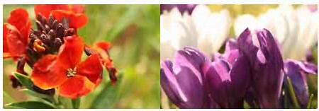 wallflowercrocus450 wallflowercrocus450