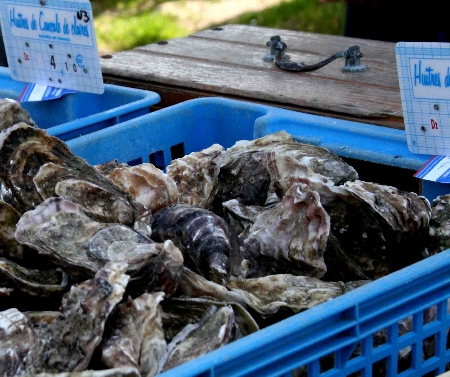 oysters450 oysters450