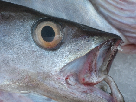 wide-eyed450 wide-eyed450