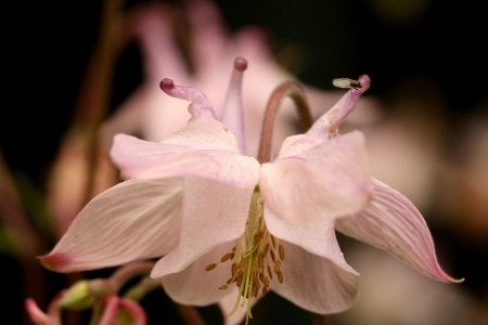 pink-colunbine2450