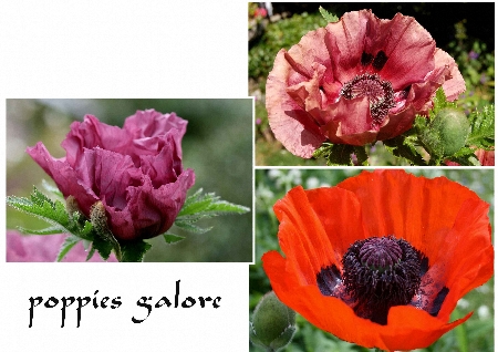 poppies-alore-450