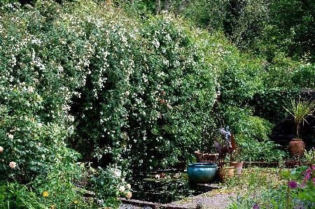 seagull-rose450