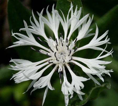 white-centaurea450