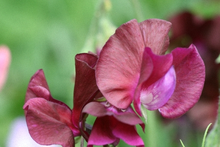 sweetpeas sweetpeas