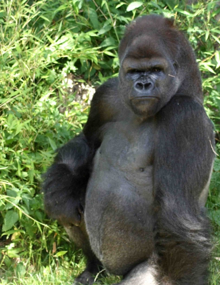 big-gorilla-450 big-gorilla-450