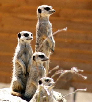 meercats2300 meercats2300