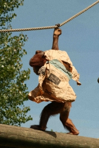 orang-1200 orang-1200