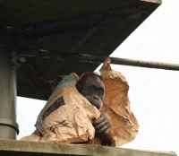 orang2-safe200 orang2-safe200