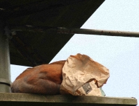 orang3-shy200 orang3-shy200