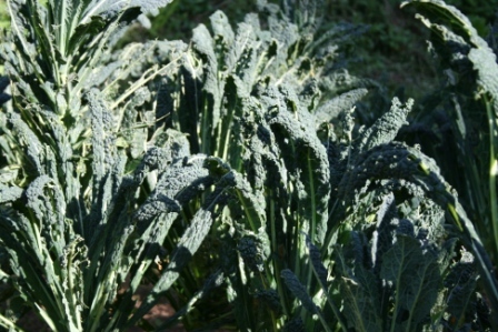 cavalo-nero cavalo-nero