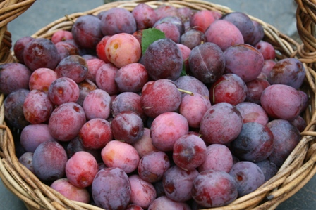 ditsum-plums ditsum-plums