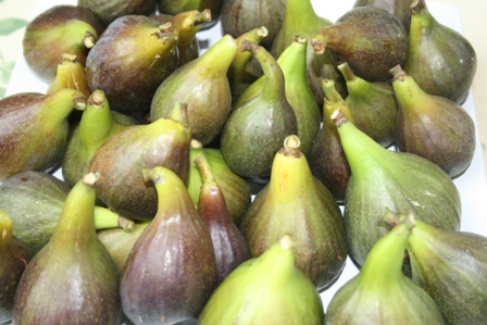 figs figs