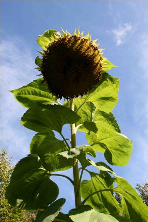 sunflower-2 sunflower-2