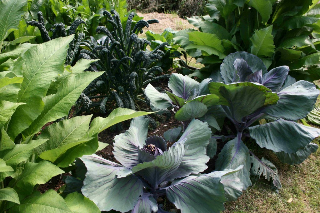 July 2012 Cabbage2