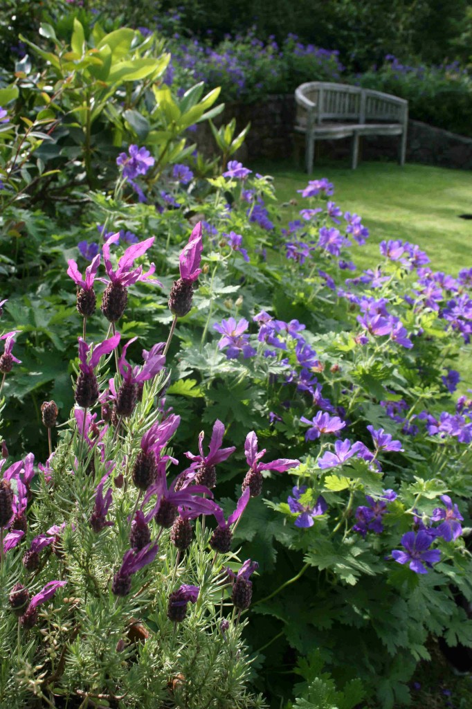 July 2012 Geraniums2