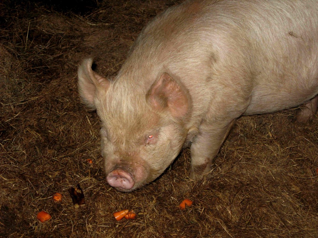 foraging for carrots