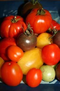 tomatoes2