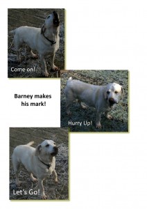 Barney makes his mark 1 comp