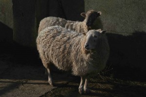 2 ewes