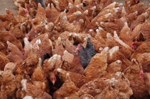 Chickens jpg