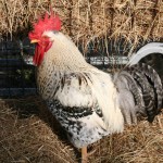 M Poulet