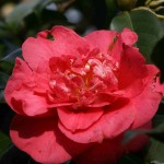 camellia 1