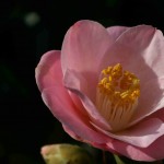 camellia 2