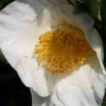 camellia 3