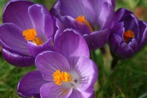 crocus