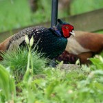 pheasants