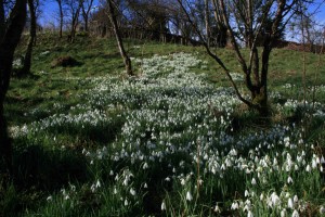 snowdrops