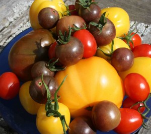 tomatoes 3