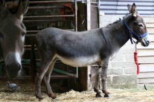 Donkeys with Claude 017 wk