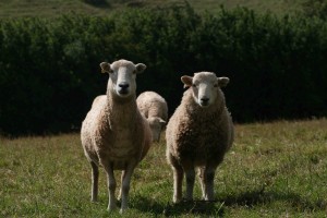 Summer Sheep ewe & lamb