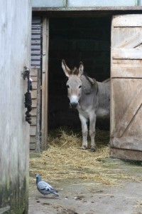 Summer Sheepluke & claude