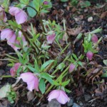 Hellebores