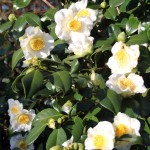 camellia